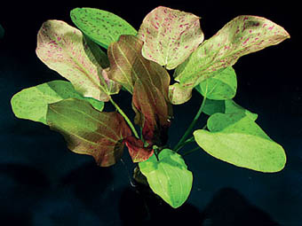 Echinodorus Dschungelstar 10